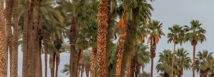 Tommy Bahama Miramonte Resort & Spa