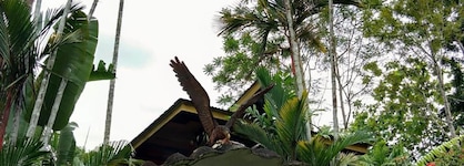 Sepilok Jungle Resort