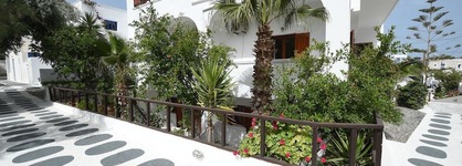 Sunflower Santorini