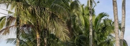 Wapa Di Ume Ubud