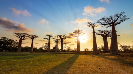 Trans- Afrika