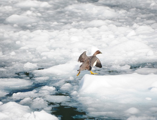 Foto MN Skorpios III 10