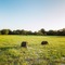 Yala Safari Camping - map