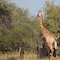 Tshukudu Game Lodge - map