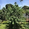 Green Turaco - map
