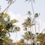 Plantation Hale Suites