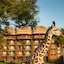 Disney's Animal Kingdom Lodge