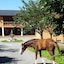 Hotel Rural Yeguada Albeitar