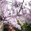 Locanda Orchidea - B&B