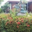 Heliconia Grove