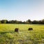 Yala Safari Camping