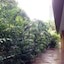 August Suites
