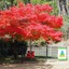Porepunkah Pines Holiday Park