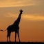 Hillsnek Safari Camp - Amakhala Game Reserve