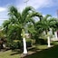 Restorations Tobago