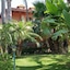 Il Giardino Delle Jacaranda
