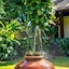 Radha Phala Resort & Spa