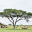 Pumzika Classic Safari Camp - East Africa Camps