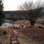 Clydesdale On Lions River