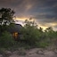 Sabi Sabi Little Bush Camp