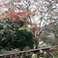 Riverine Cascade