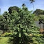Green Turaco