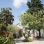 L'albero