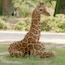 Frankfurter Zoo 