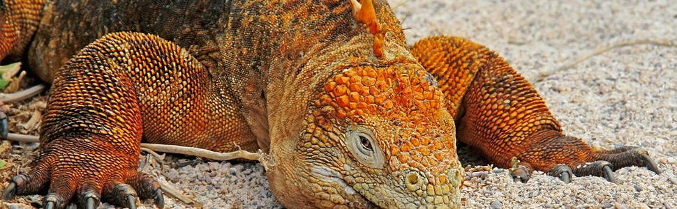 Reiseroute der Kreuzfahrt  Galapagos Inseln - Silversea